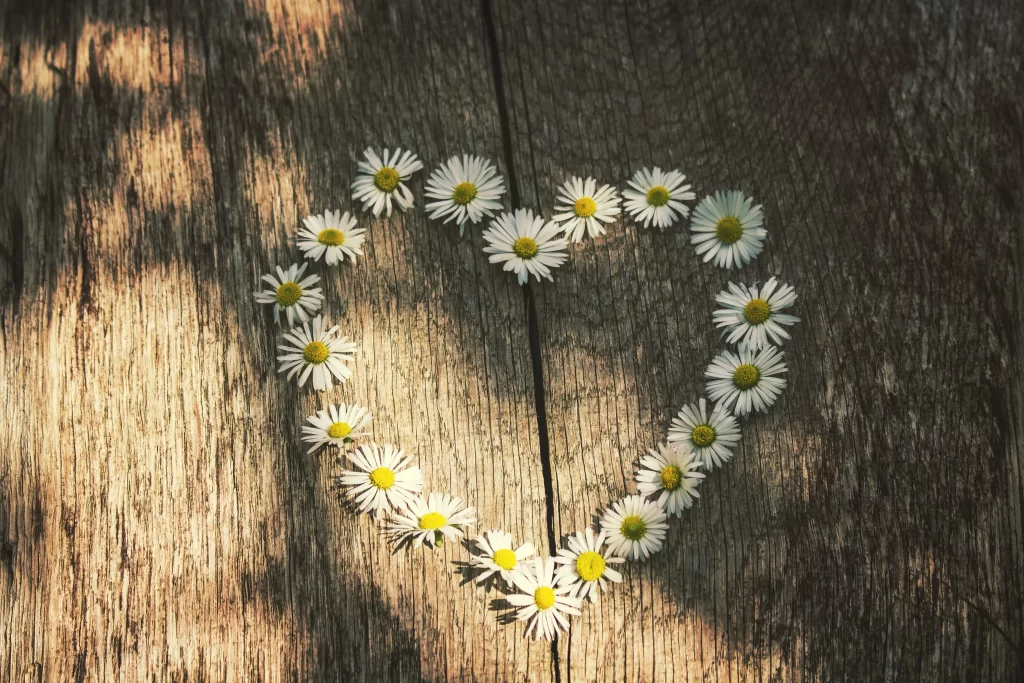 White Daisy Heart Petals Yellow Center Wooden Background
