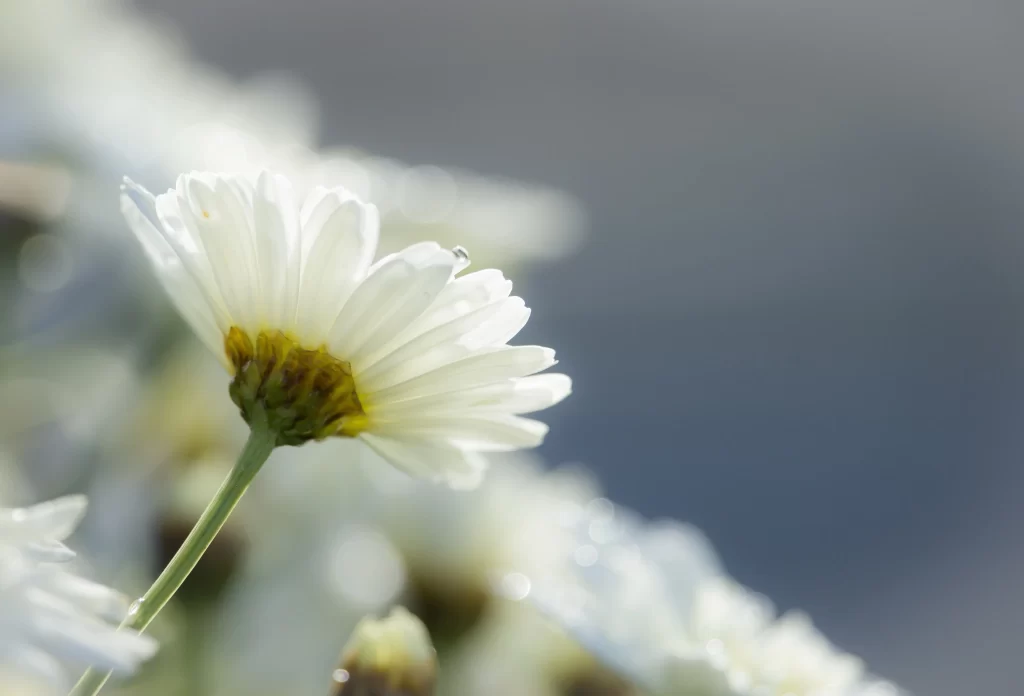 White Daisy Petals Dewdrops Soft Focus