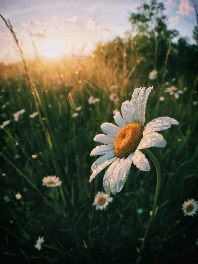 White Daisy Petals Dewdrops Sunlight Greenery