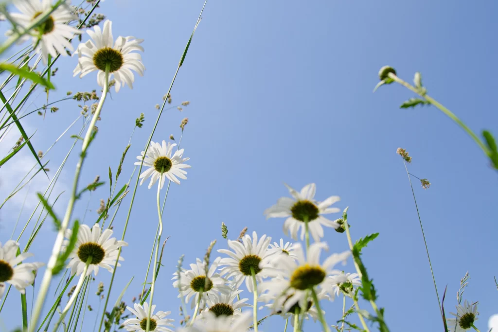 White Daisy Petals Green Stems Blue Sky