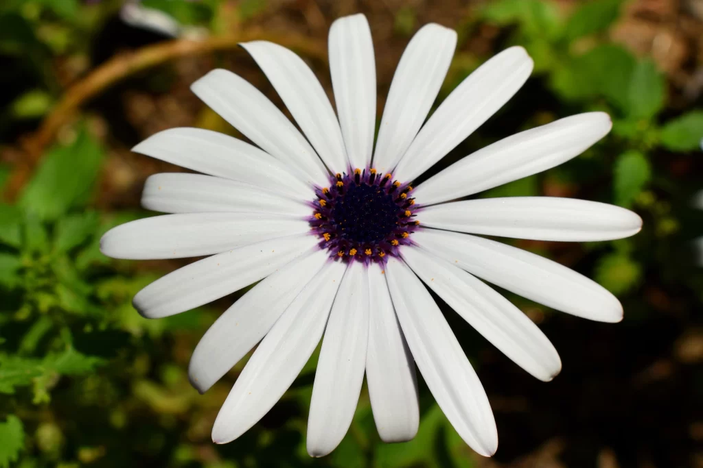 White Daisy Petals Purple Center Yellow Tips