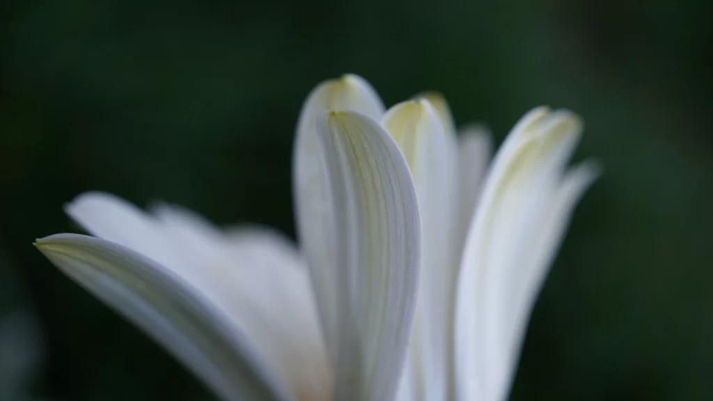 White Daisy Petals Soft Focus Green Background