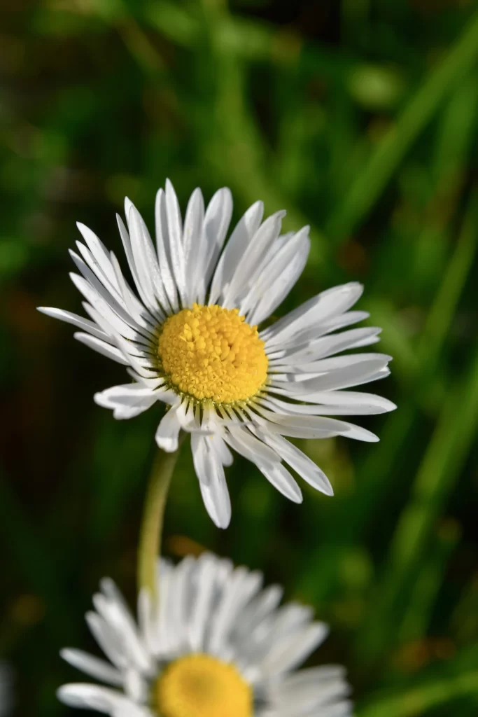 White Daisy Petals Yellow Center Green warm Background
