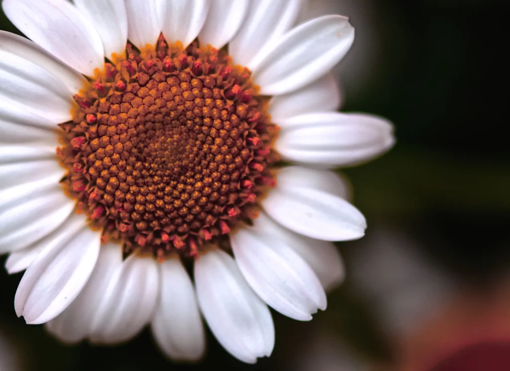 White Daisy Petals Yellow gray Center