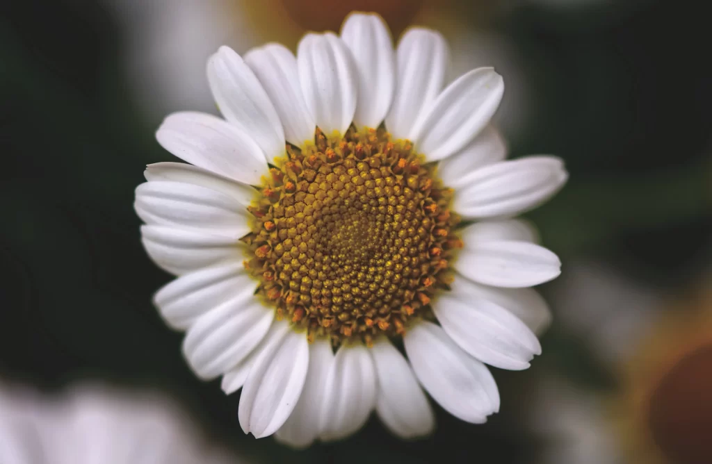 White Daisy Petals Yellow gray Center