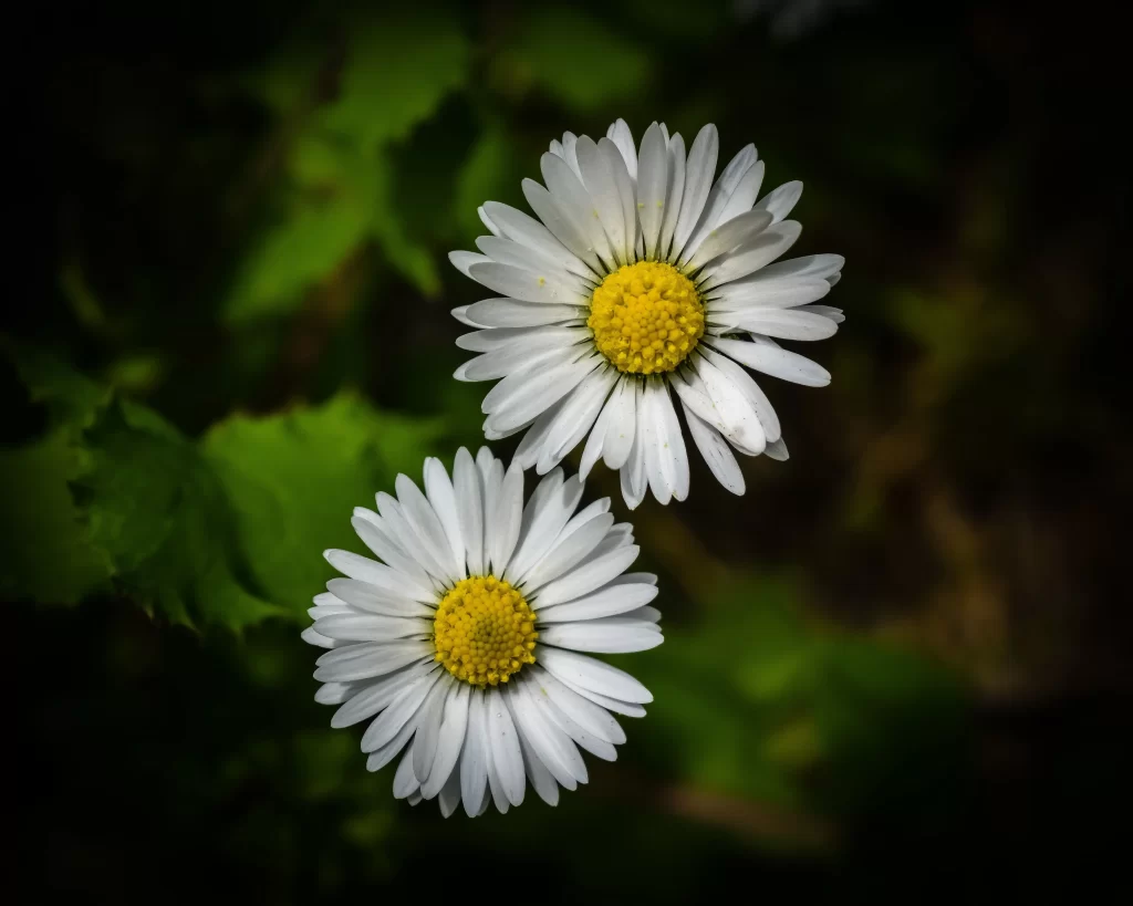White Daisy Petals Yellow Center Green dark Leaves