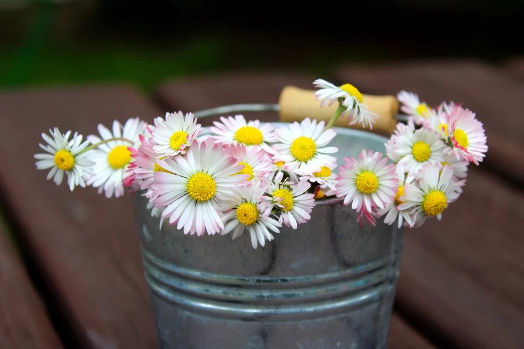 White Daisy Petals Yellow Center Bucket