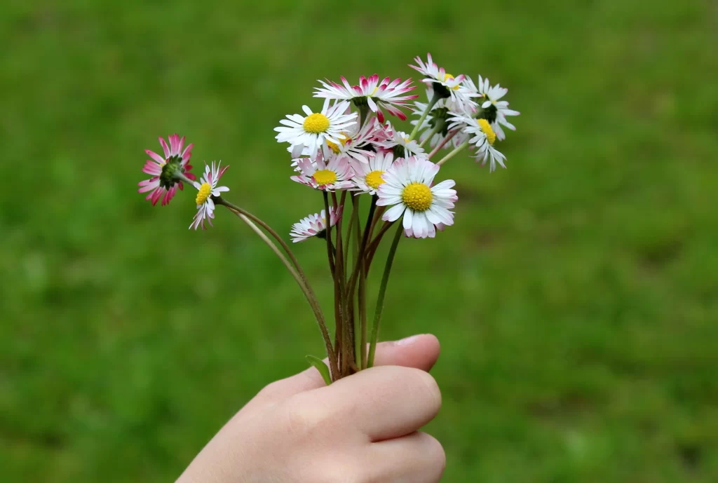 White Daisy Petals Yellow Center Green warm Background