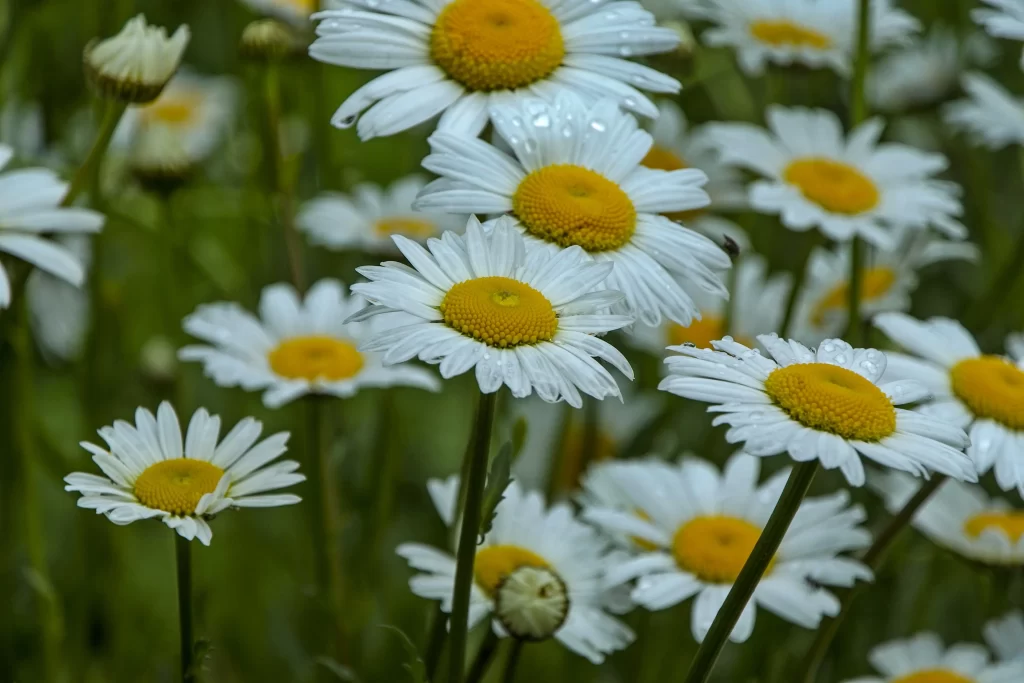 White Daisy Petals Yellow Center Dewdrops Green Stems
