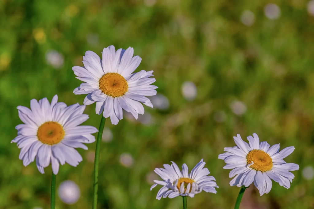White Daisy Petals Yellow Center Green warm Background