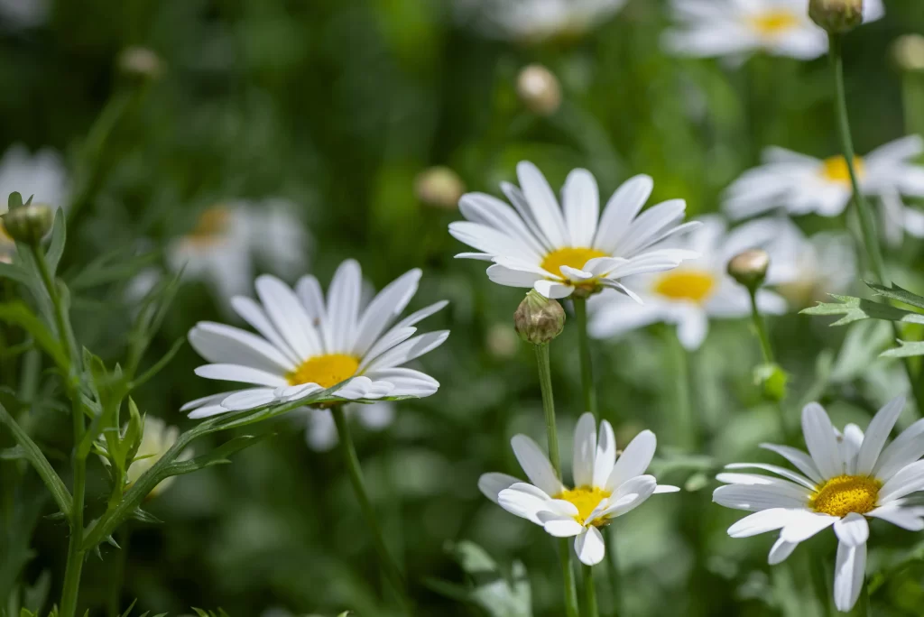 White Daisy Petals Yellow Center Green warm Leaves