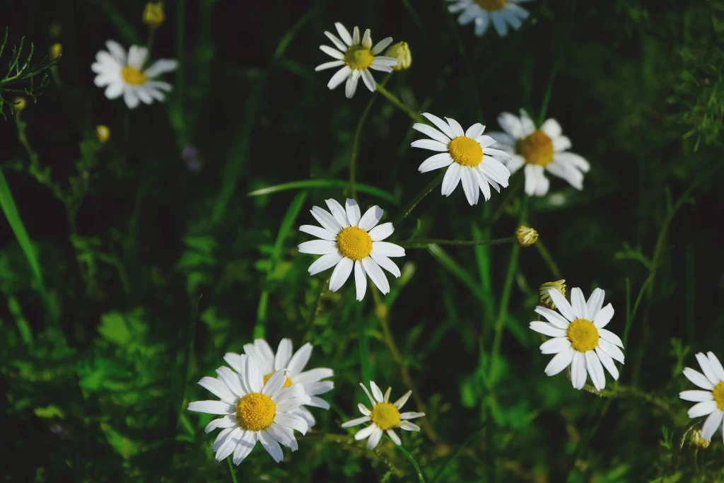 White Daisy Petals Yellow Center Green gray Leaves