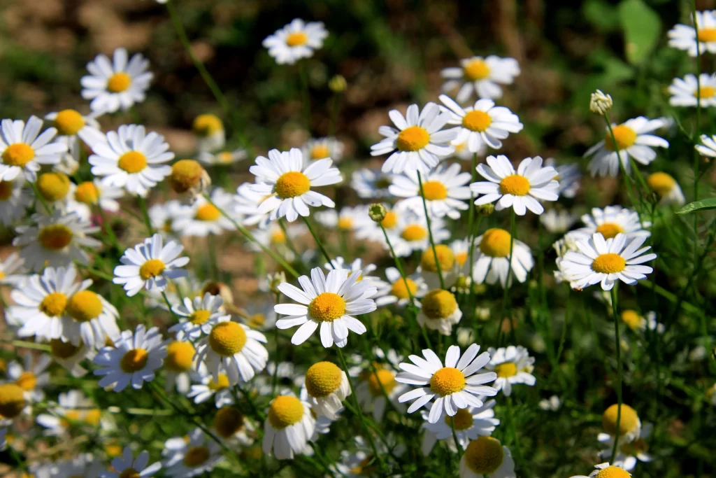 White Daisy Petals Yellow Center Sunlit warm Field