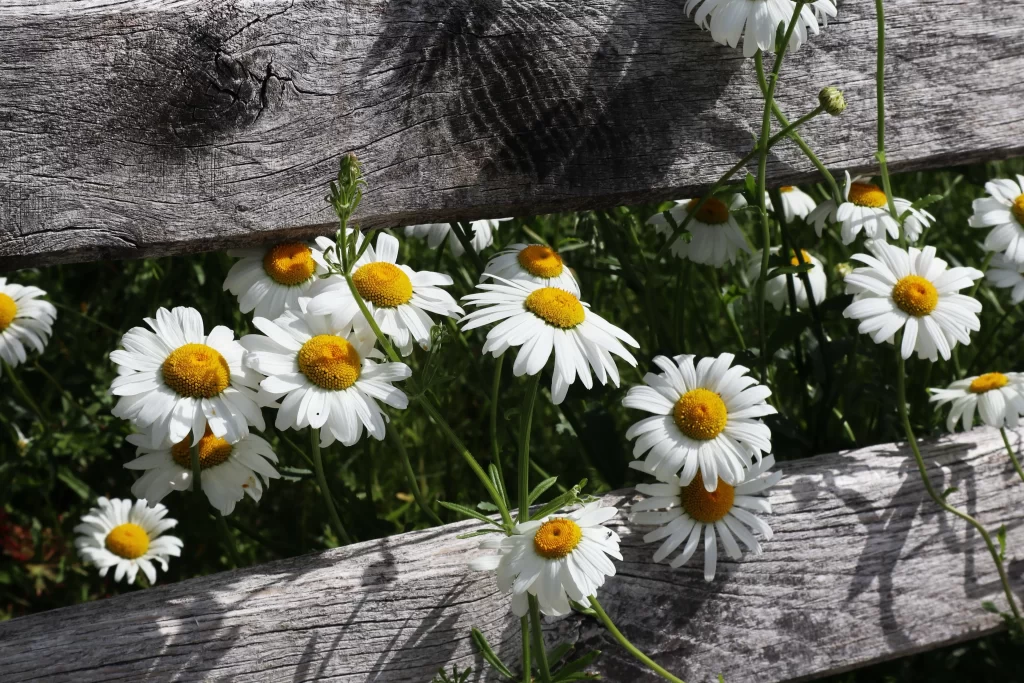 White Daisy Petals Yellow Center Green gray Stem