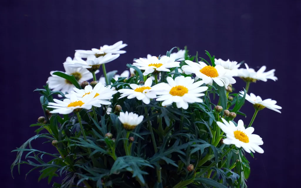 White Daisy Petals Yellow Center Green gray Leaves