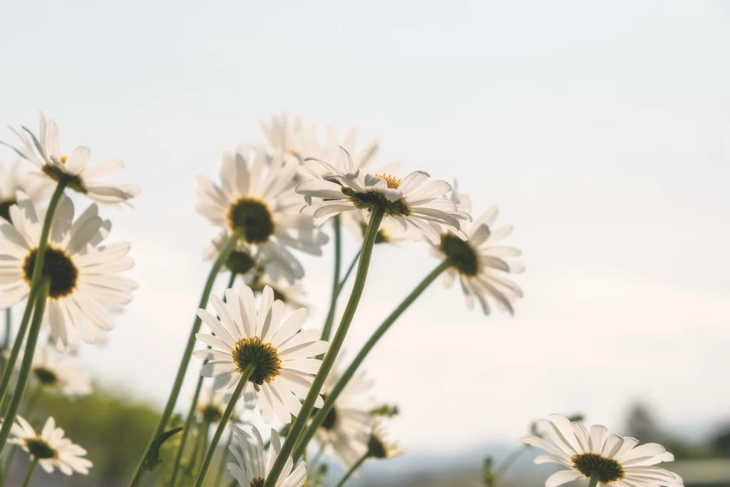 White Daisy Petals Yellow Center Green Stems