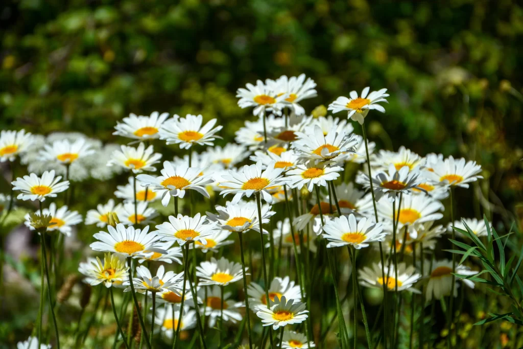 White Daisy Petals Yellow Center Sunlit warm Field