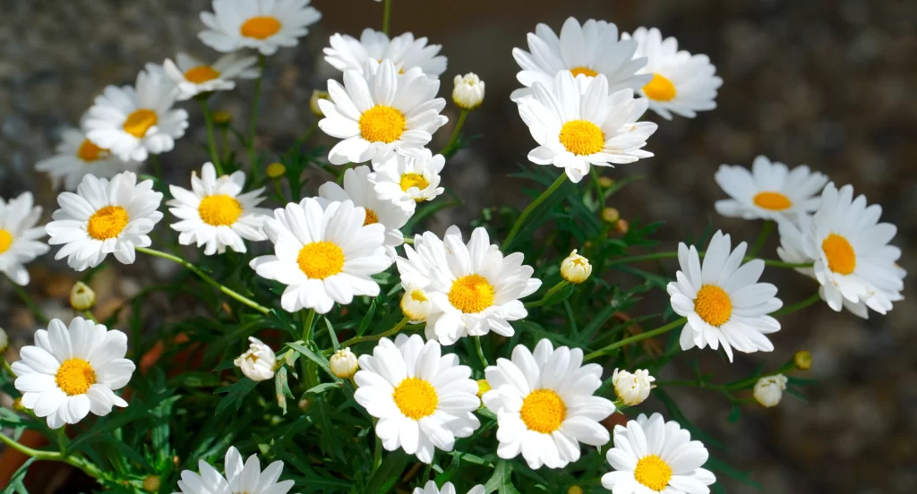White Daisy Petals Yellow Center gray Sunflower