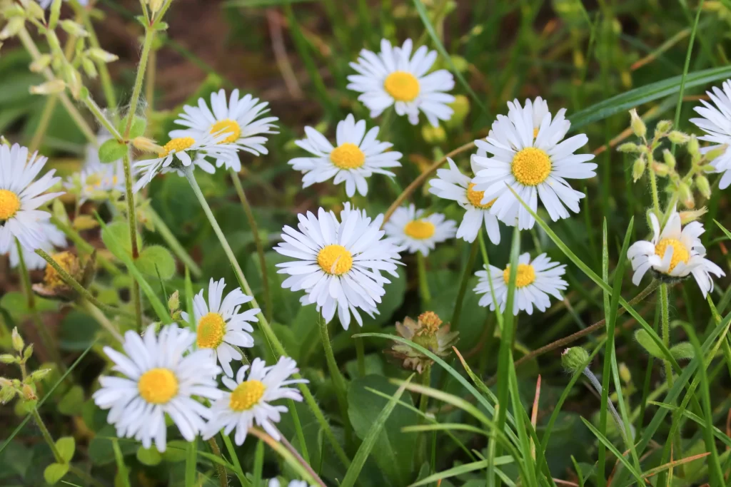 White Daisy Petals Yellow Center Green warm Leaves