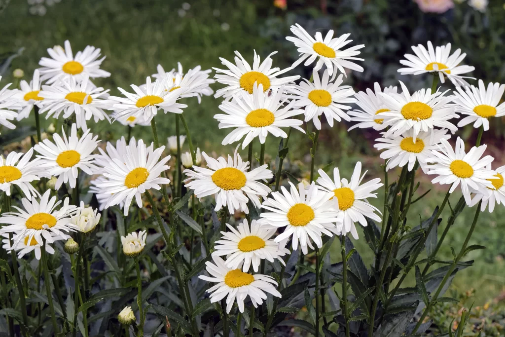 White Daisy Petals Yellow Center Green gray Leaves