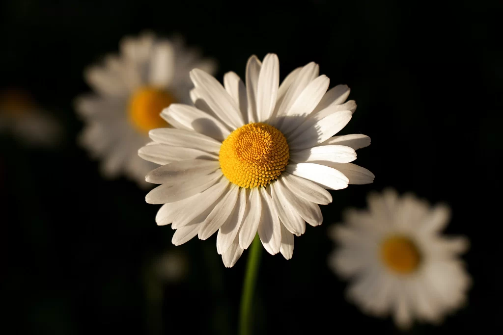 White Daisy Petals Yellow Center dark Sunlit