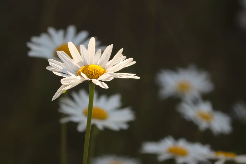 White Daisy Petals Yellow Center gray Sunlight