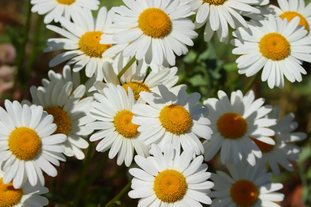 White Daisy Petals Yellow Center gray Sunlit