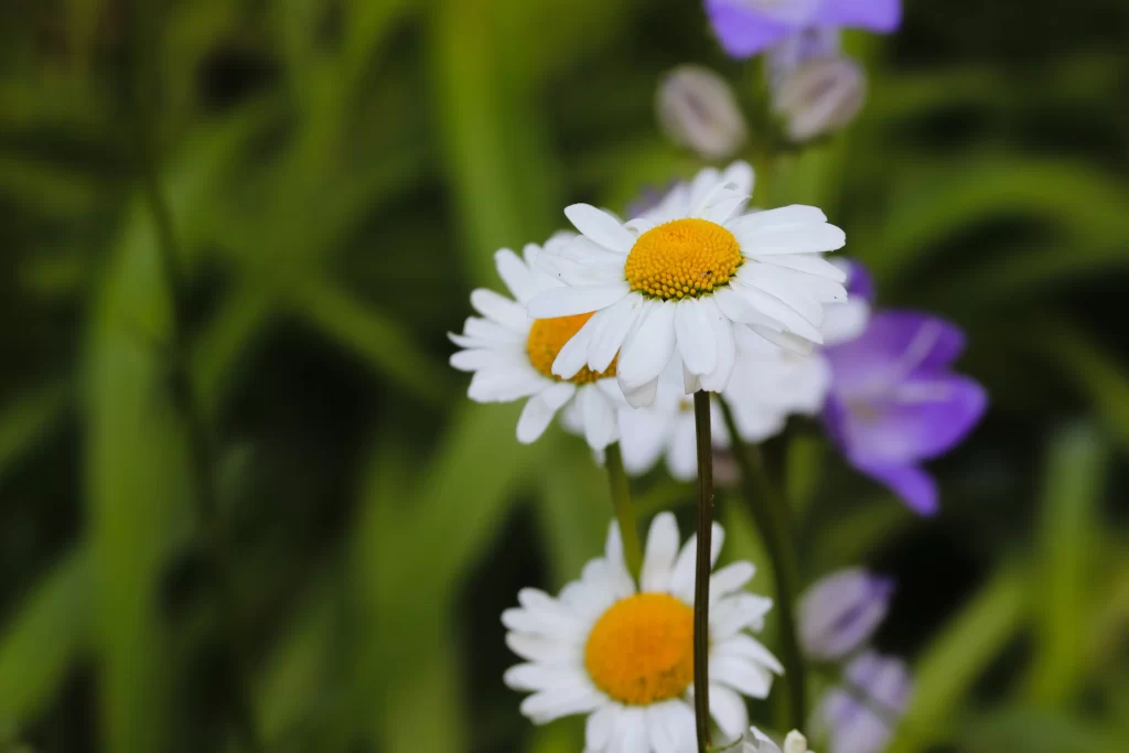 White Daisy Petals Yellow Center Green Leaves Purple Flower