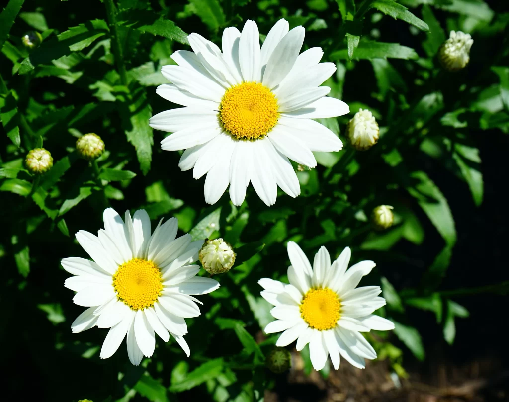 White Daisy Petals Yellow Center Green warm Leaves