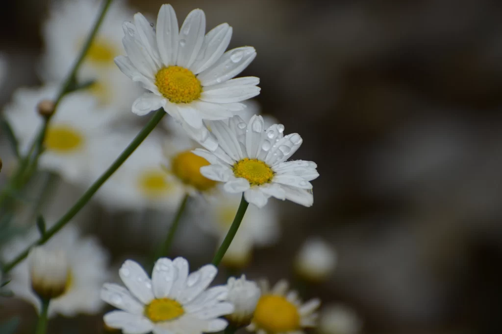 White Daisy Petals Yellow Center gray Dewdrops