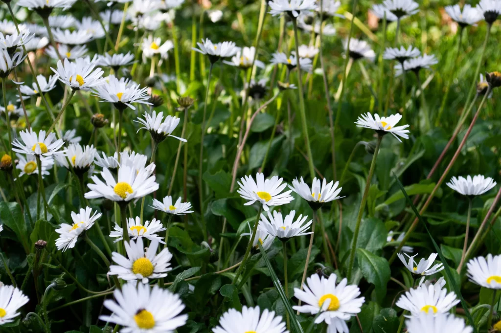 White Daisy Petals Yellow Center Green warm Leaves