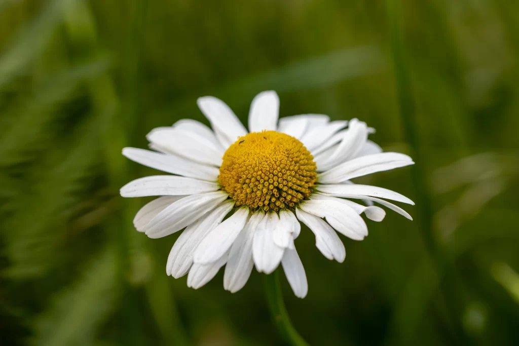White Daisy Petals Yellow Center Green warm Background