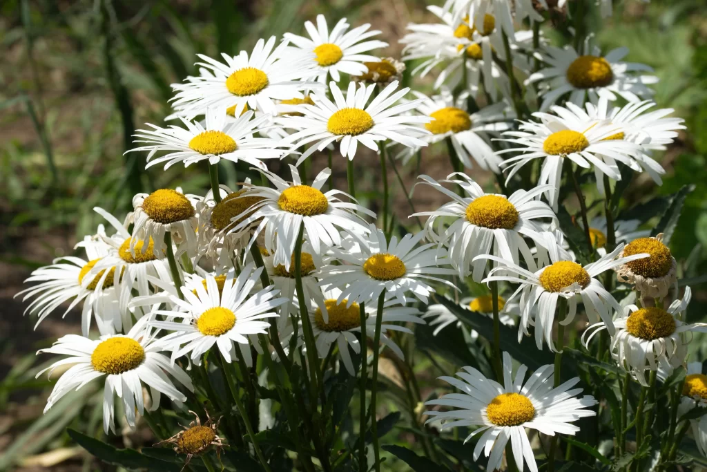 White Daisy Petals Yellow Center gray Sunflower