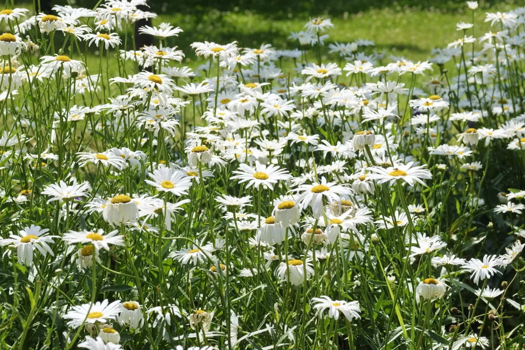 White Daisy Petals Yellow Center Sunlit warm Field