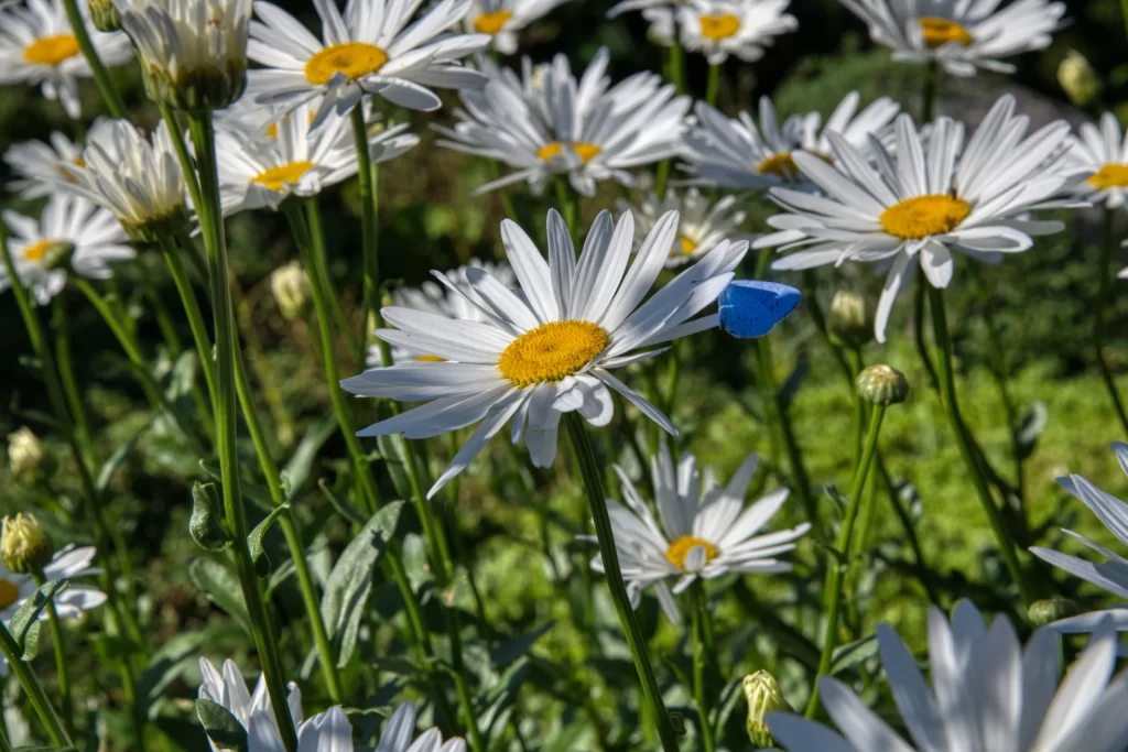 White Daisy Petals Yellow Center Green gray Stems