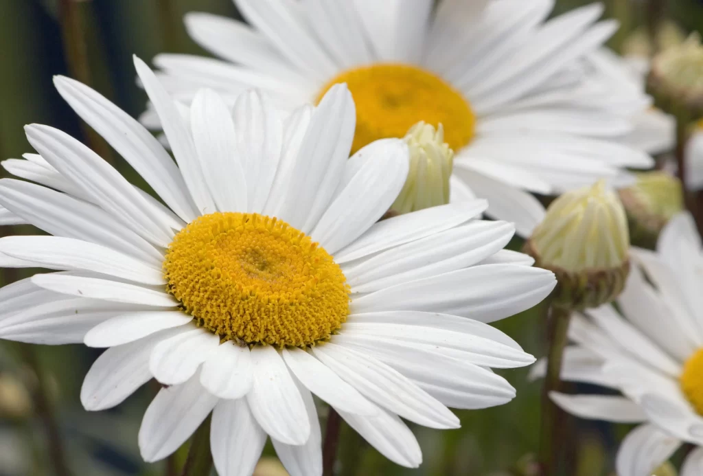 White Daisy Petals Yellow Center gray Blooming
