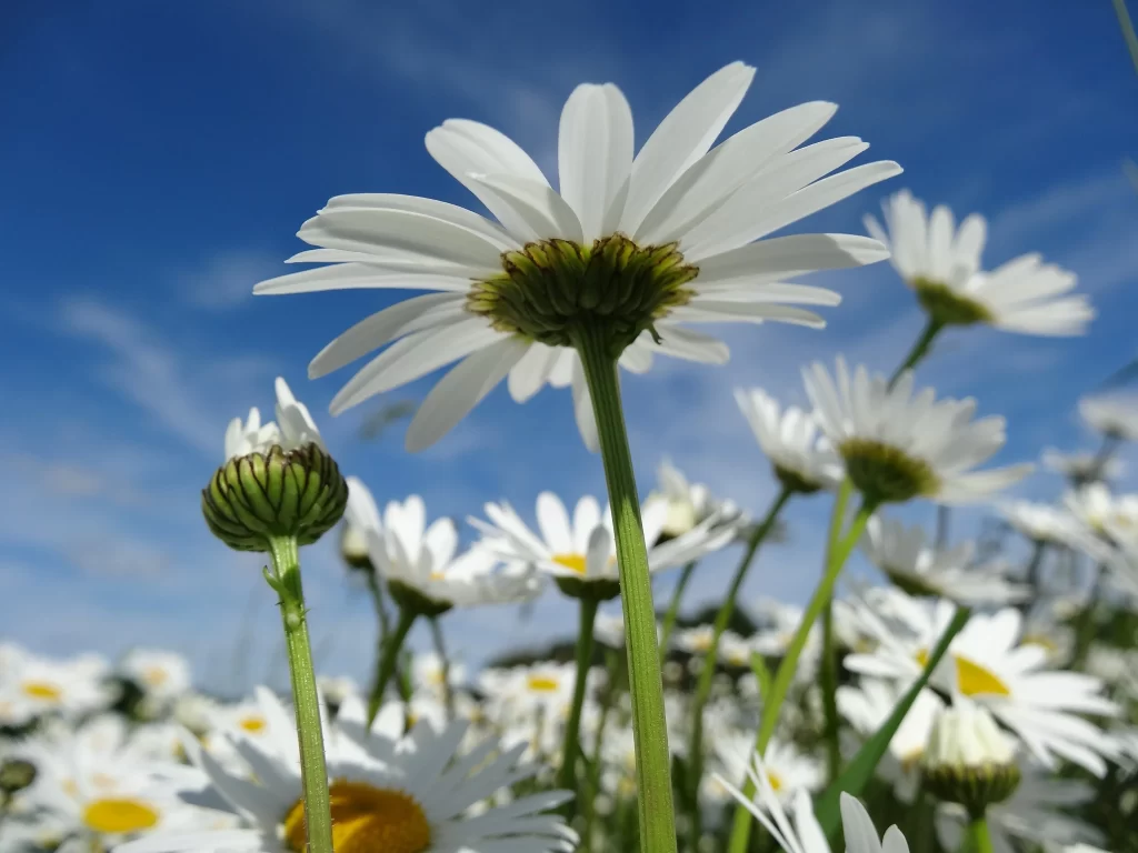 White Daisy Petals Yellow Center Green Stem Blue Sky