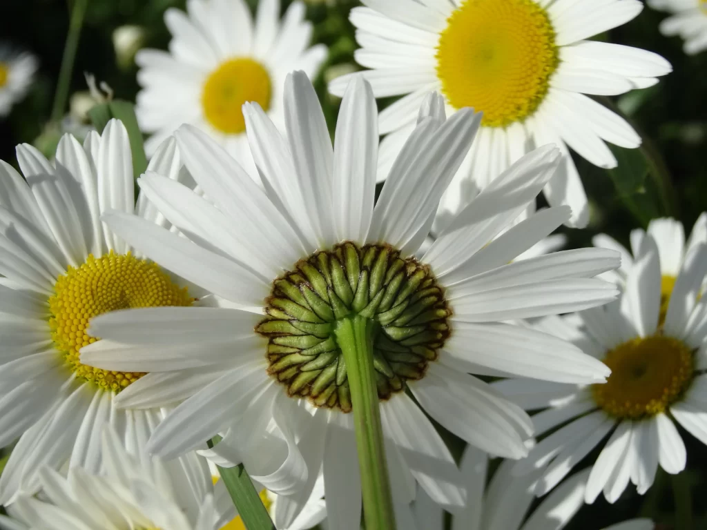 White Daisy Petals Yellow Center Green gray Stem