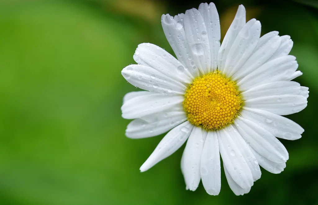 White Daisy Petals Yellow Center warm Dewdrops
