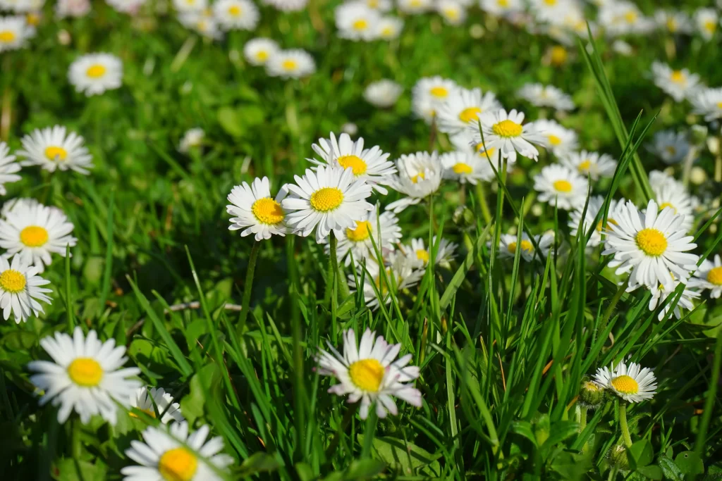 White Daisy Petals Yellow Center Green warm Grass