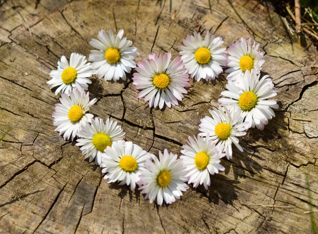 White Daisy Petals Yellow Center Cracked Wood
