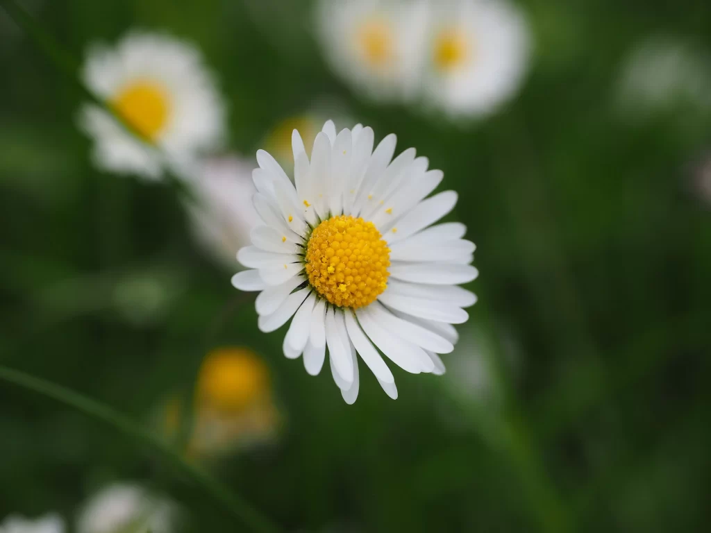 White Daisy Petals Yellow Center Green warm Background