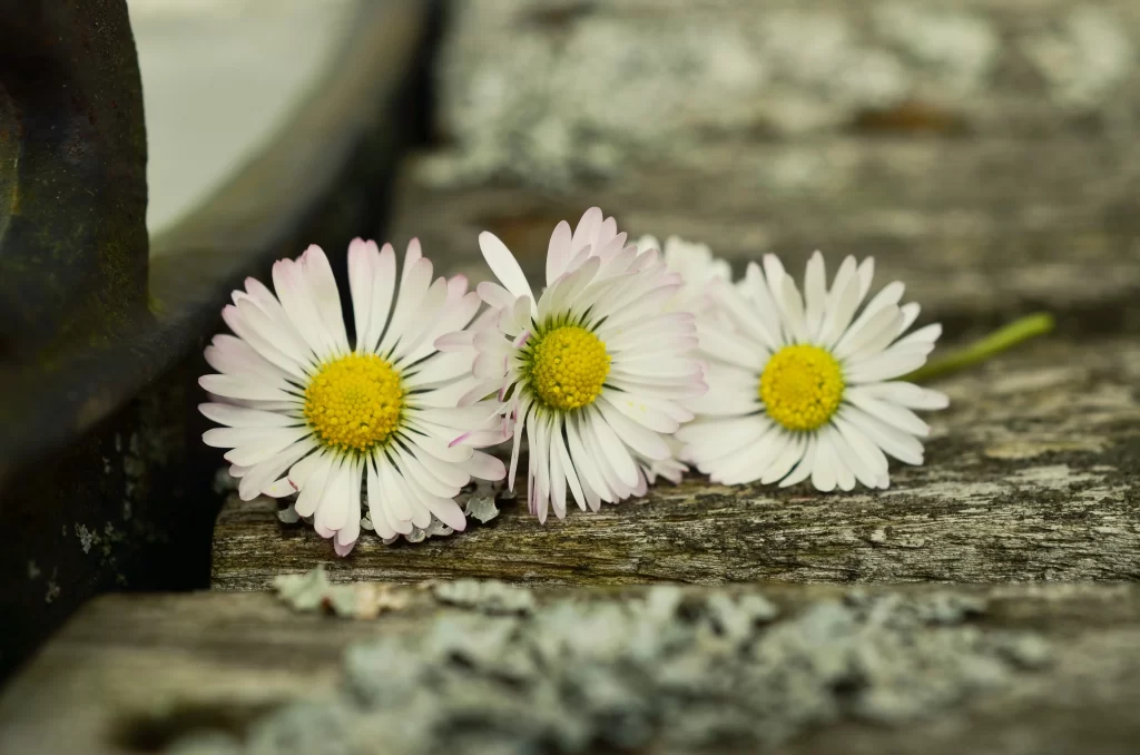 White Daisy Petals Yellow Center Rustic gray Wood