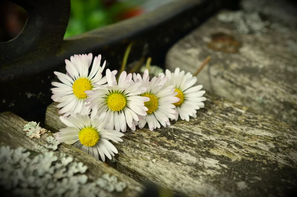 White Daisy Petals Yellow Center Rustic gray Wood
