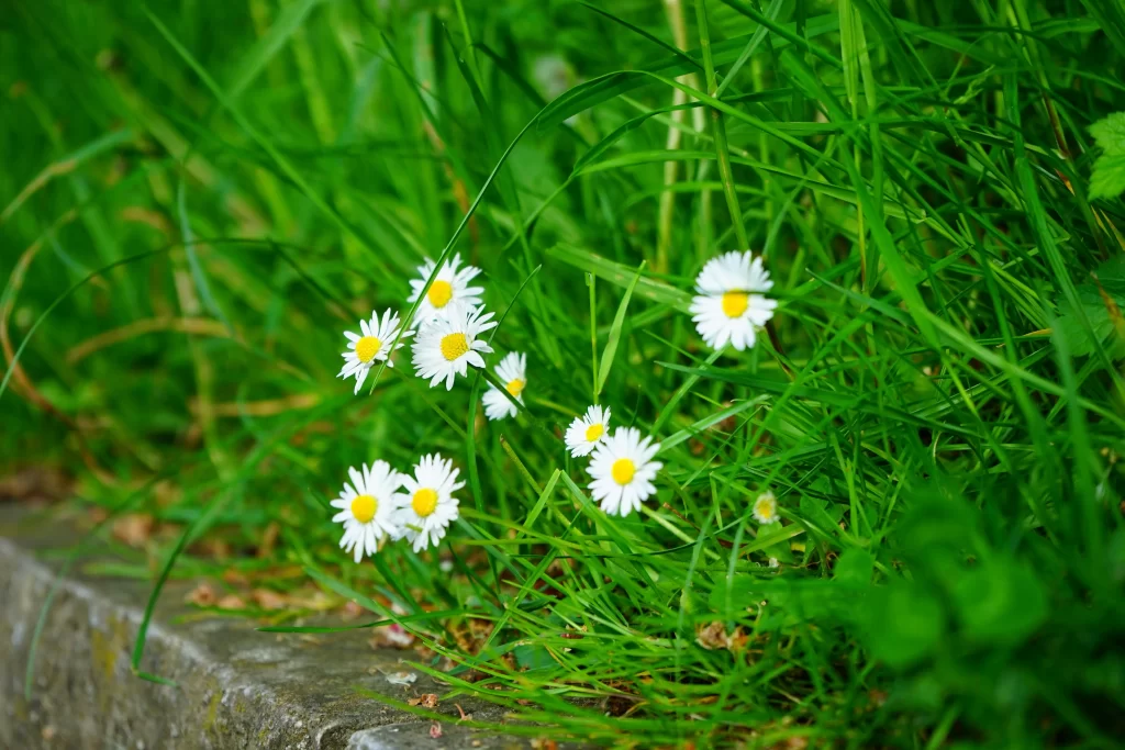 White Daisy Petals Yellow Center Green warm Grass