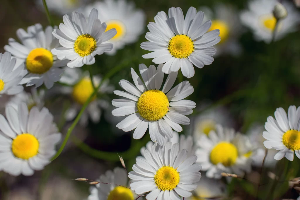 White Daisy Petals Yellow Center gray Sunlight