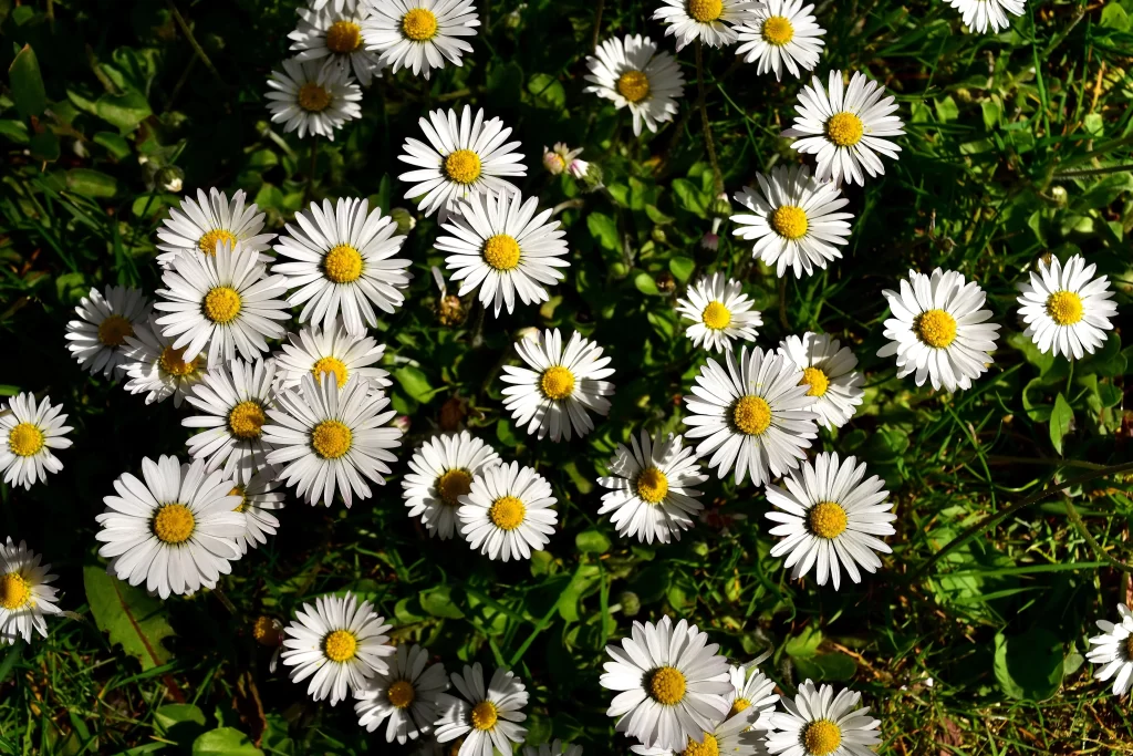 White Daisy Petals Yellow Center gray Sunlit