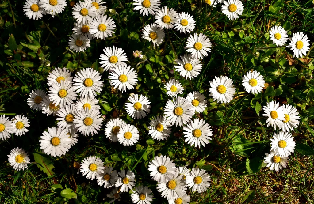 White Daisy Petals Yellow Center Sunlit warm Field