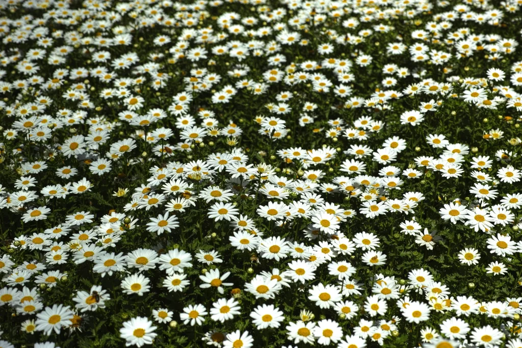 White Daisy Petals Yellow Center Sunlit gray Field