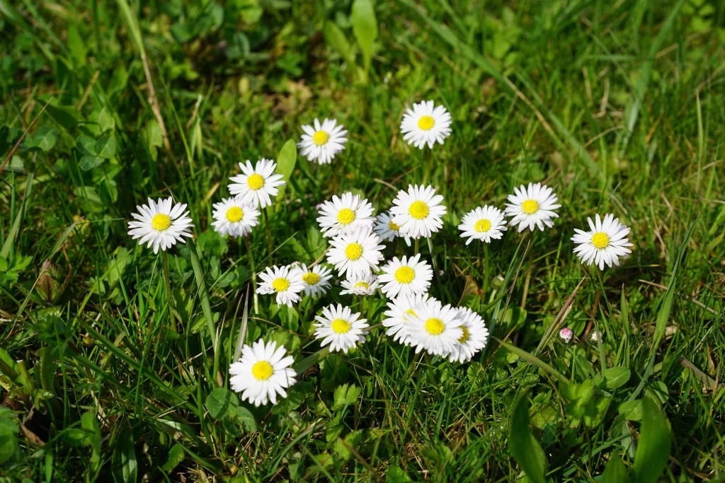 White Daisy Petals Yellow Center Green warm Grass